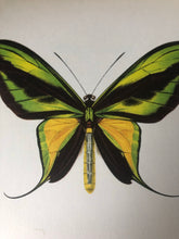 Load image into Gallery viewer, Original Butterfly Bookplate, Ornithoptera Paradisea