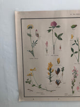 Load image into Gallery viewer, Vintage Botanical Poster