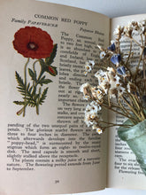 Load image into Gallery viewer, Pair of Observer Books, Insects and British Wild Flowers