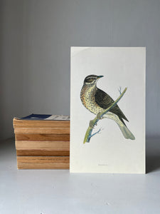 Vintage Bird Prints