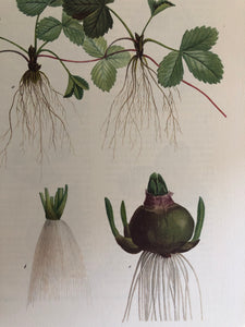 1960s Botanical plant bulb print