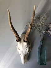 Load image into Gallery viewer, Vintage Austrian Roe Deer Antlers