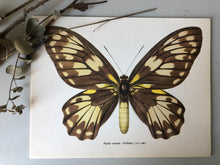 Load image into Gallery viewer, Vintage Butterfly Bookplate / Print, Papilio Victoriae