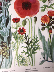 1960s Botanical Print, Field Poppy