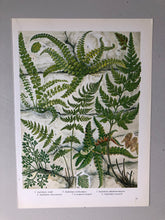 Load image into Gallery viewer, 1960s Rock Ferns Bookplate