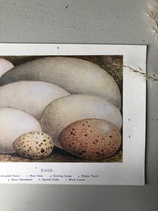 1920s Original Bookplate, Landscape Eggs