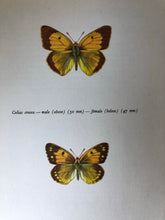 Load image into Gallery viewer, Pair of Vintage Butterfly Bookplates / Prints, Colias Crocea