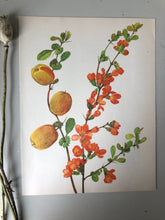 Load image into Gallery viewer, Original Apricot Tree print/Bookplate