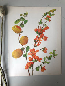 Original Apricot Tree print/Bookplate