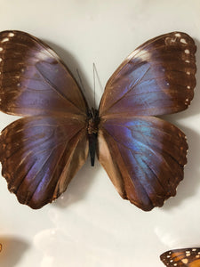 Butterflies in Vintage Frame
