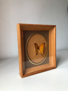 Framed Vintage Butterfly