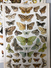 Load image into Gallery viewer, Original Butterfly/Moth Bookplate, Plate 26