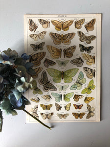 Original Butterfly/Moth Bookplate, Plate 26