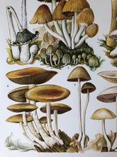 Load image into Gallery viewer, Vintage Mushroom Print, Coprinus