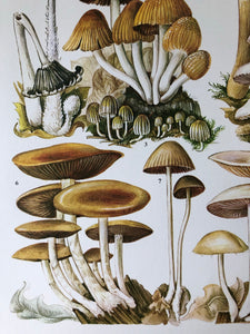 Vintage Mushroom Print, Coprinus