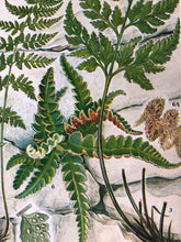 Load image into Gallery viewer, 1960s Rock Ferns Bookplate