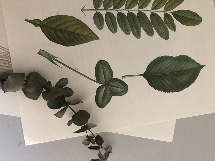 1960s Botanical leaf print