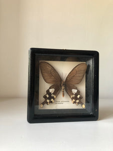 Antique Framed Vintage Butterfly