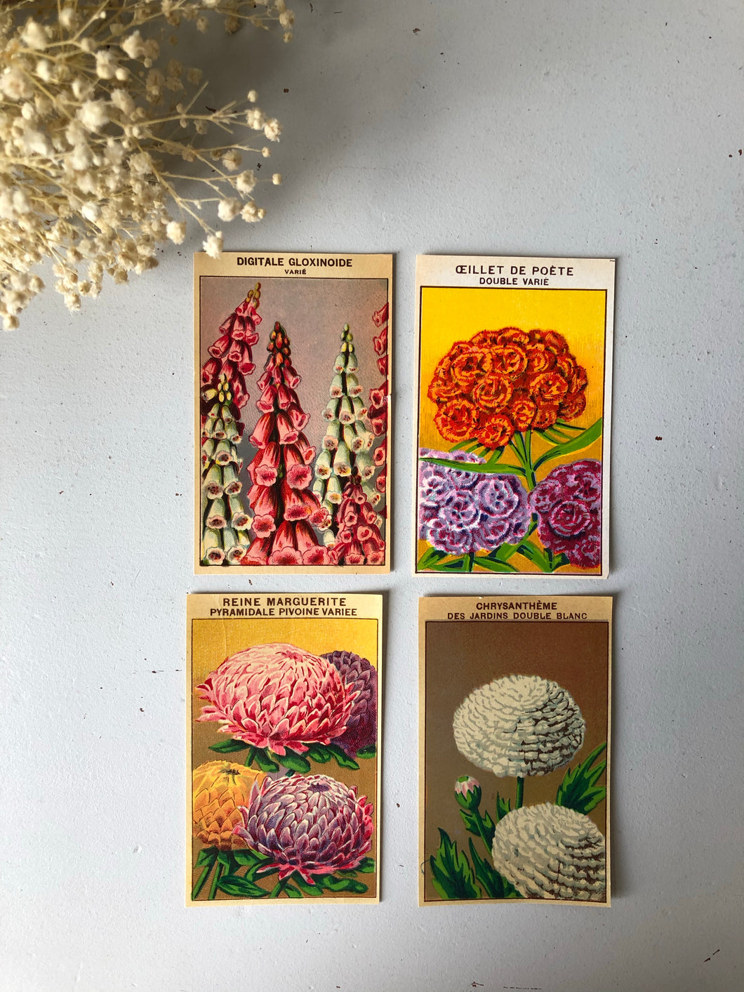 Set of Four Original French Flower Seed Labels, Foxgloves