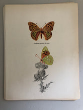 Load image into Gallery viewer, Original Butterfly Bookplate, Pandoriana
