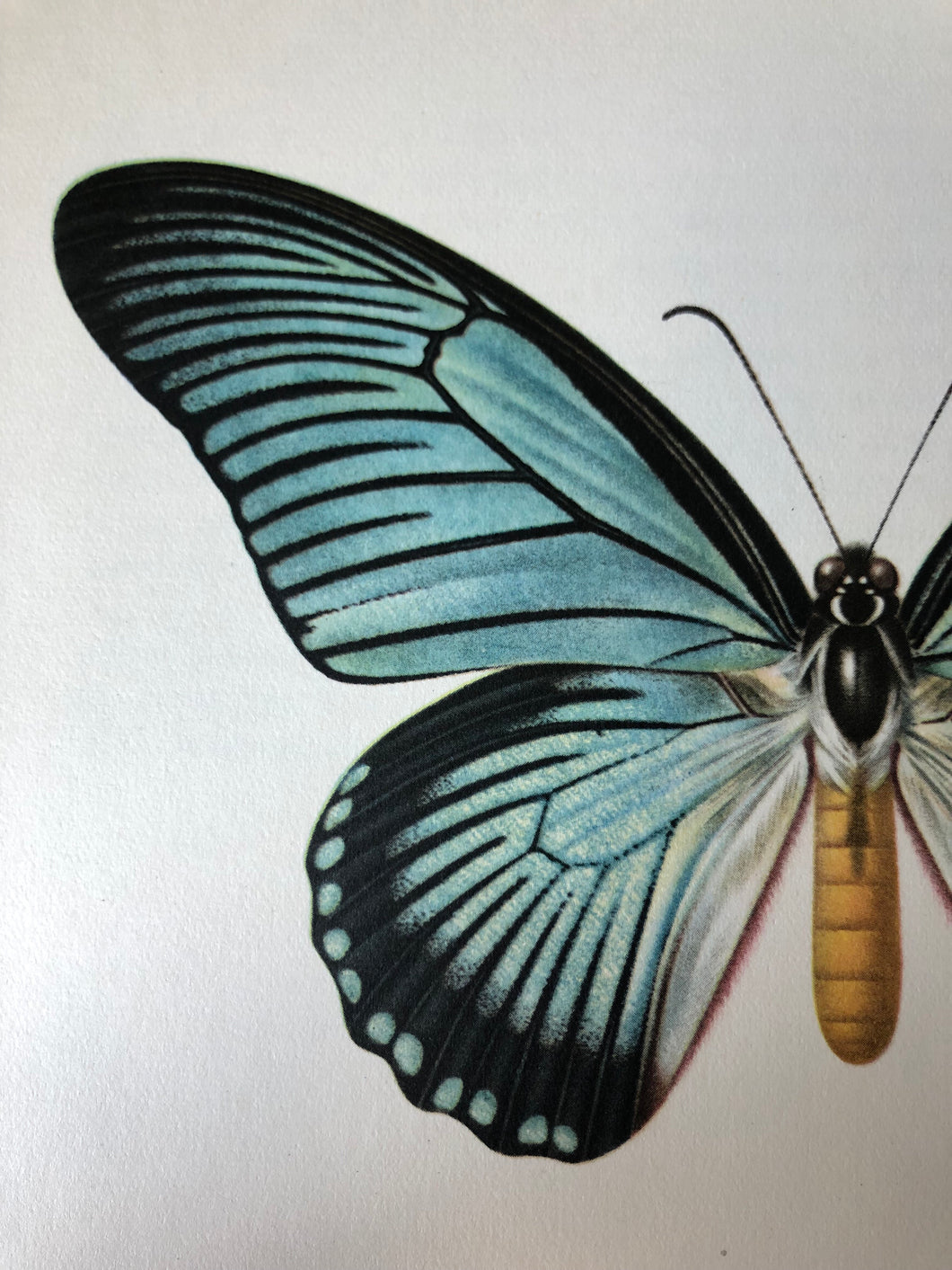 Original Butterfly Bookplate, Papilio Zalmoxis