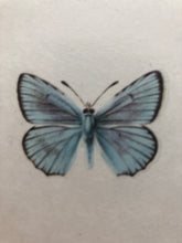 Load image into Gallery viewer, Original Butterfly Bookplate, Polyommatus Daphnis