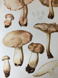 Vintage Mushroom bookplate
