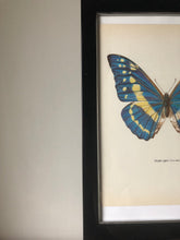 Load image into Gallery viewer, Original Butterfly Bookplate, Morpho Cypris