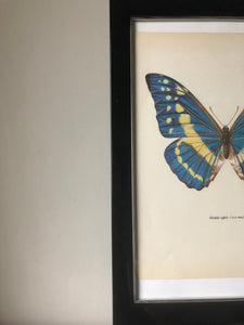 Original Butterfly Bookplate, Morpho Cypris