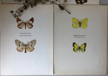 Load image into Gallery viewer, Pair of Vintage Butterfly Bookplates / Prints, Colias Palaeno