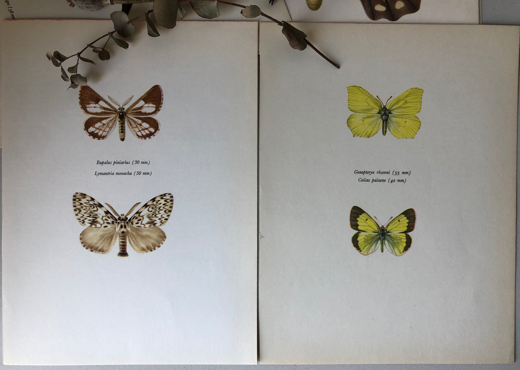 Pair of Vintage Butterfly Bookplates / Prints, Colias Palaeno