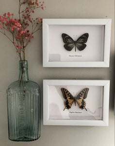 Vintage Framed Butterfly, Danaus Melaneus