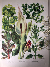 Load image into Gallery viewer, 1960s Botanical Print, Sun Spurge