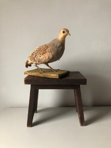 Vintage French Partridge