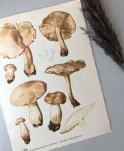 Load image into Gallery viewer, Vintage Mushroom bookplate
