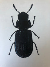 Load image into Gallery viewer, 1960s Beetle Print, Large Common Black Beetle