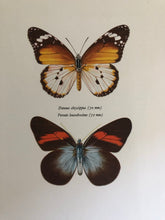 Load image into Gallery viewer, Original Butterfly Bookplate, Danaus Chrysippus