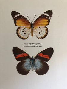 Original Butterfly Bookplate, Danaus Chrysippus
