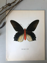Load image into Gallery viewer, Vintage Butterfly Bookplate / Print, Papilio Semperi