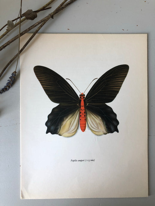 Vintage Butterfly Bookplate / Print, Papilio Semperi