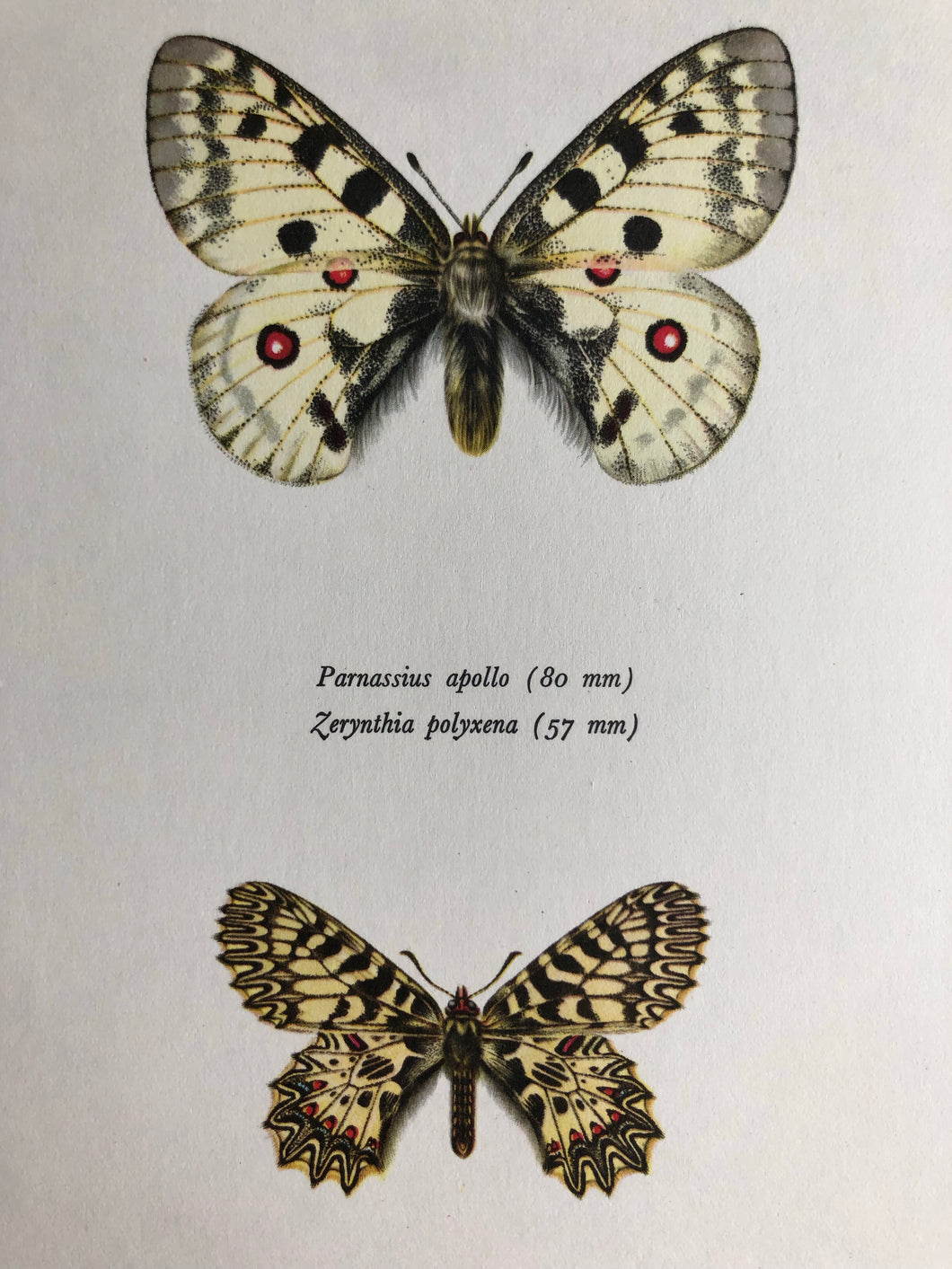 Vintage Butterfly Print, Parnassius Apollo