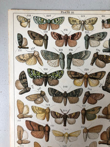 Original Butterfly/Moth Bookplate, Plate 15