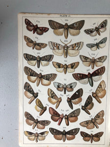 Original Butterfly/Moth Bookplate, Plate 17