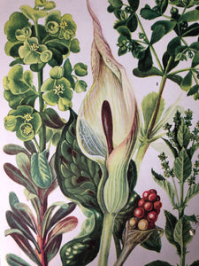 1960s Botanical Print, Sun Spurge
