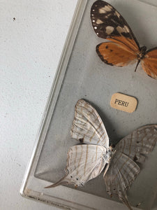 Vintage Butterfly specimens
