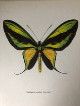 Load image into Gallery viewer, Original Butterfly Bookplate, Ornithoptera Paradisea