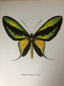 Original Butterfly Bookplate, Ornithoptera Paradisea