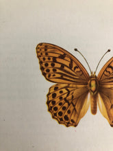 Load image into Gallery viewer, Original Butterfly Bookplate, Argynnis paphia