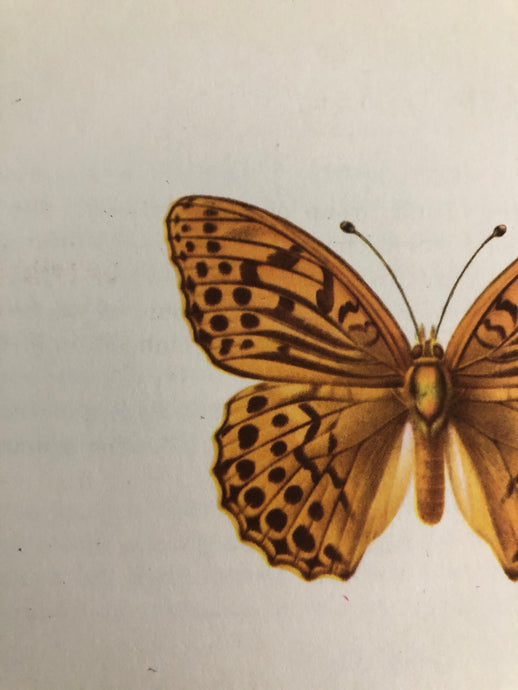Original Butterfly Bookplate, Argynnis paphia