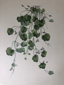 Original Botanical Bookplate, Hanging Plant